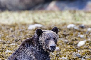 grizzly_bears-16