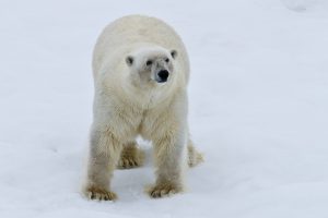 polar_bears-10