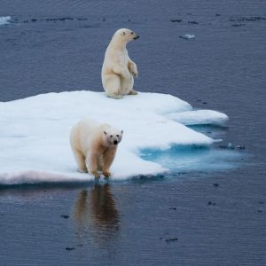 polar_bears-15