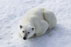 polar_bears-18