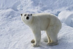 polar_bears-19