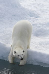 polar_bears-22