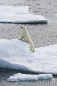 polar_bears-24