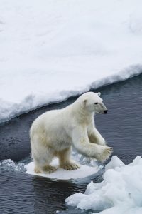 polar_bears-5